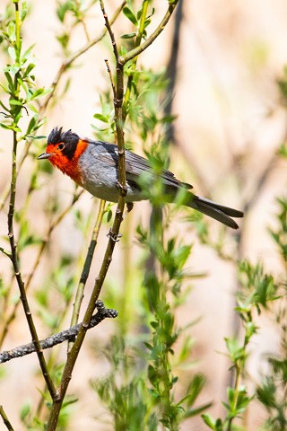 Red-faced Warbler - Gary Botello