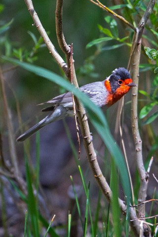 Red-faced Warbler - Gary Botello