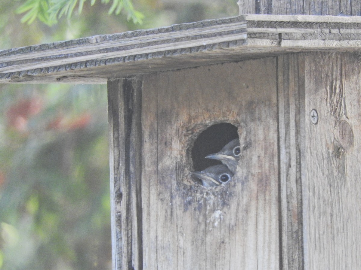 Western Bluebird - Brooke Zhou