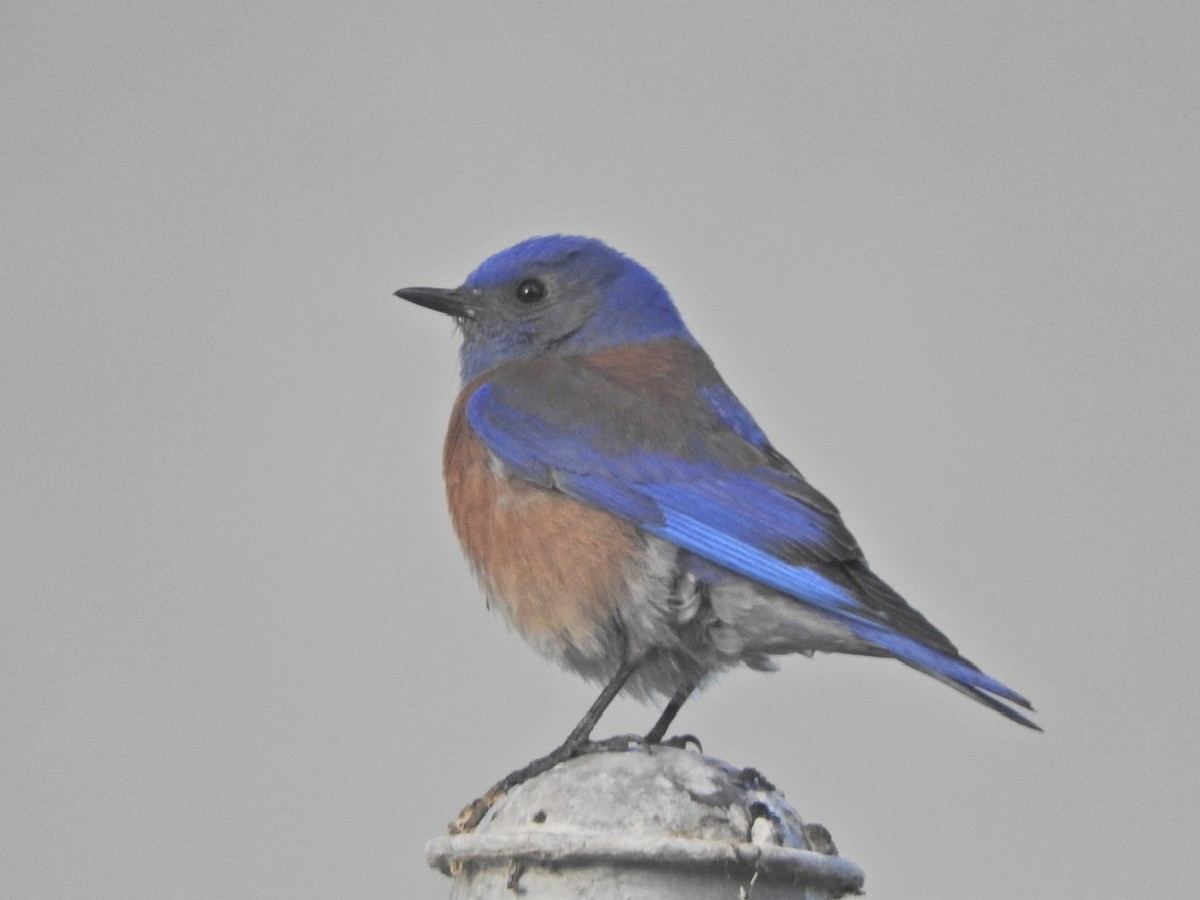 Western Bluebird - Brooke Zhou