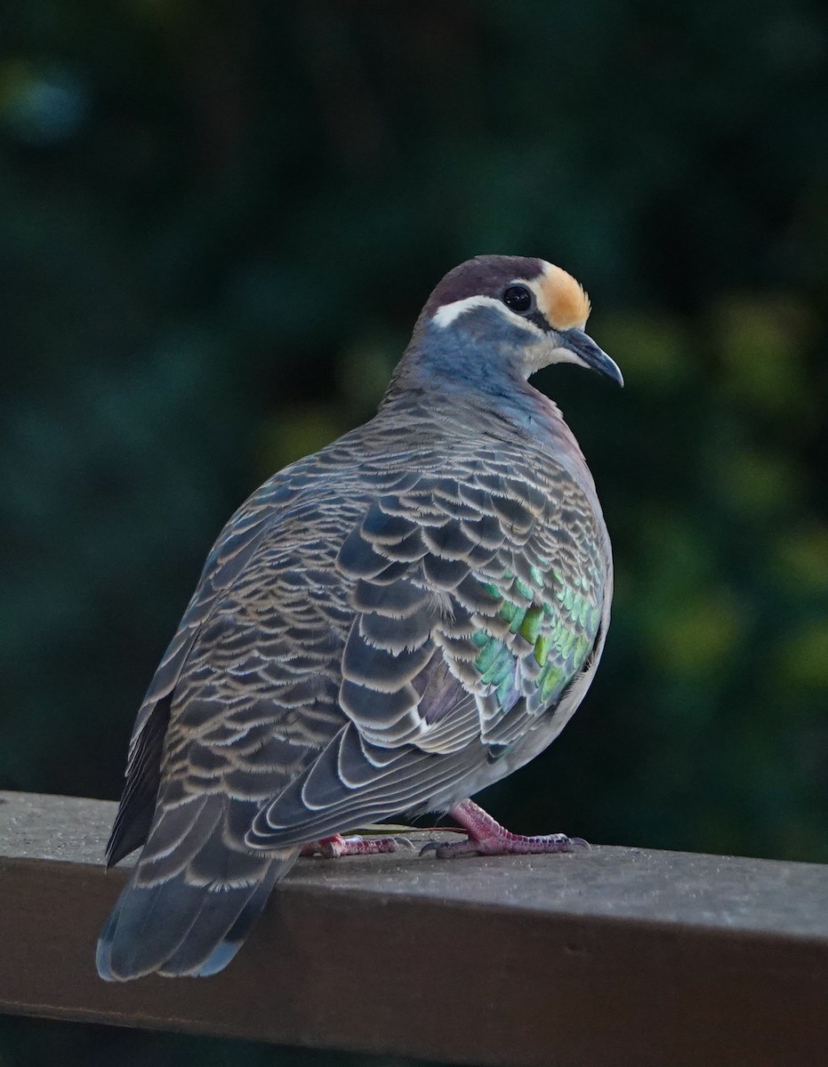 Common Bronzewing - Liz Noble