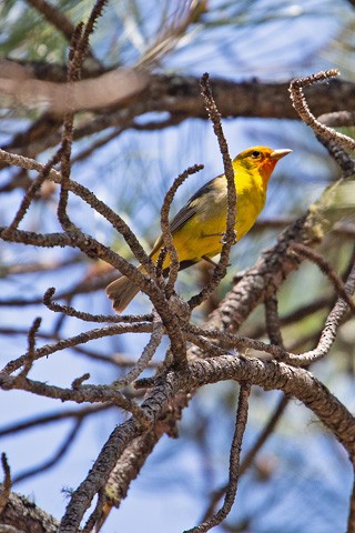 Western Tanager - Gary Botello