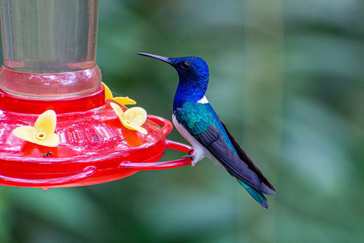 White-necked Jacobin - Oscar Lopez