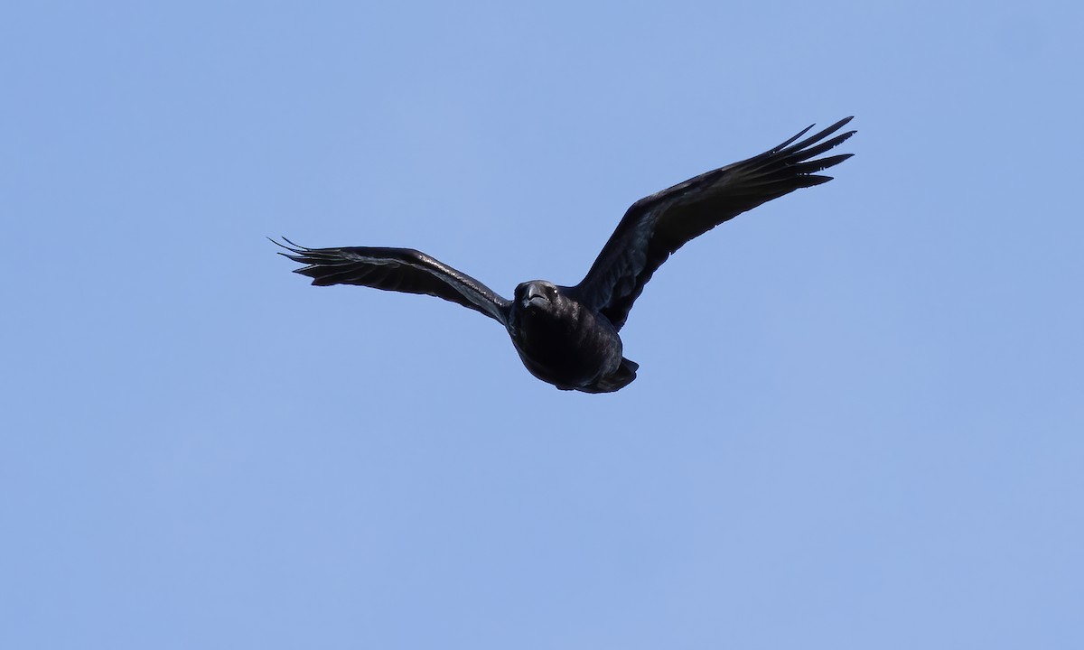 Common Raven - Paul Fenwick