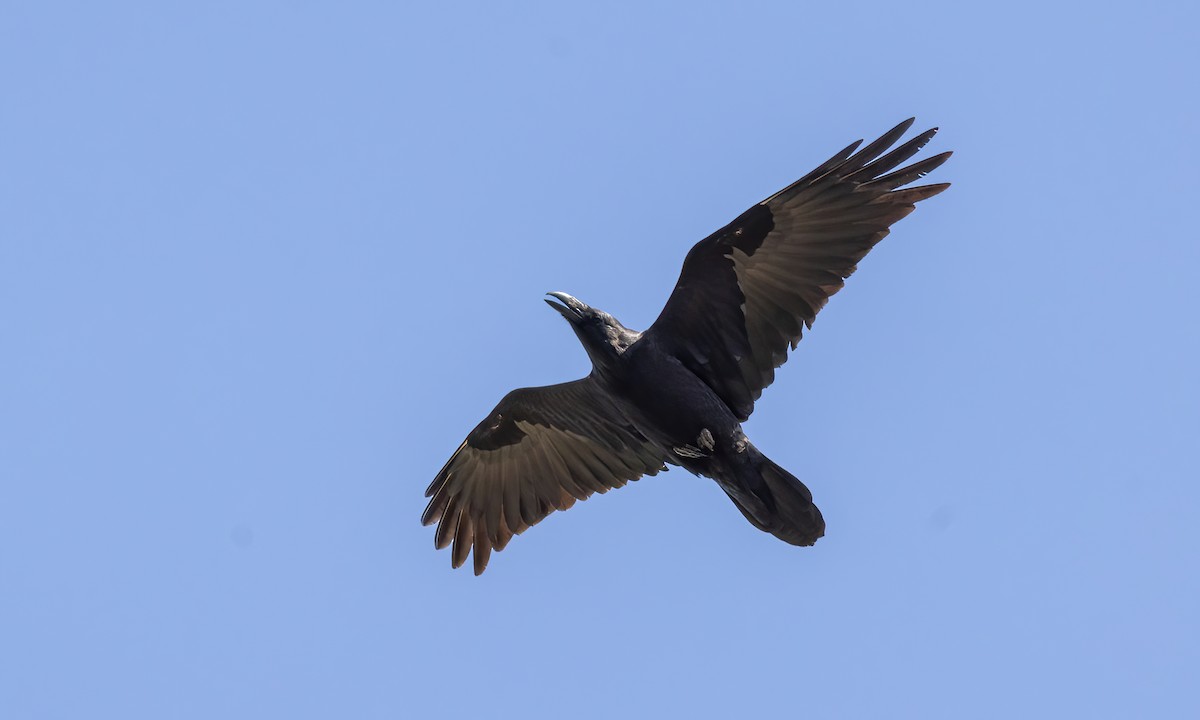 Common Raven - Paul Fenwick