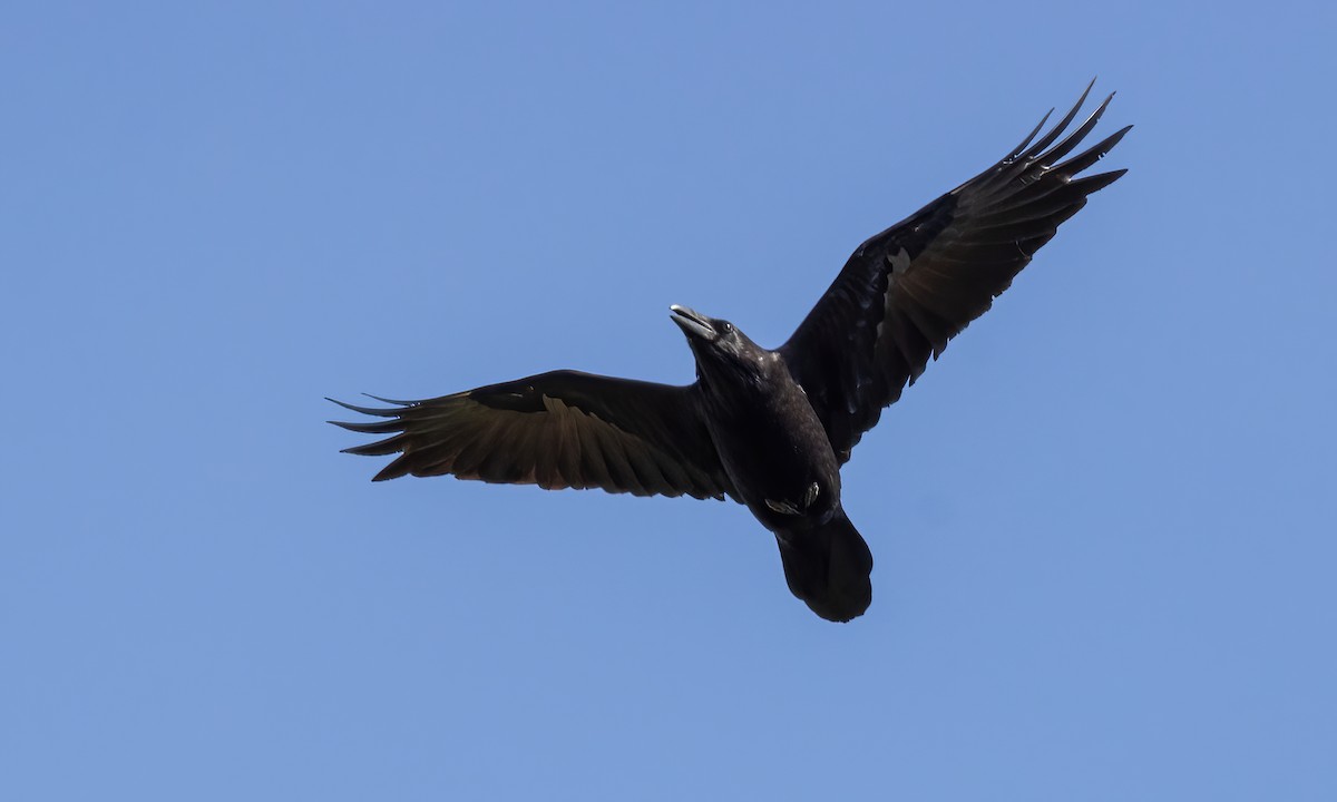 Common Raven - Paul Fenwick