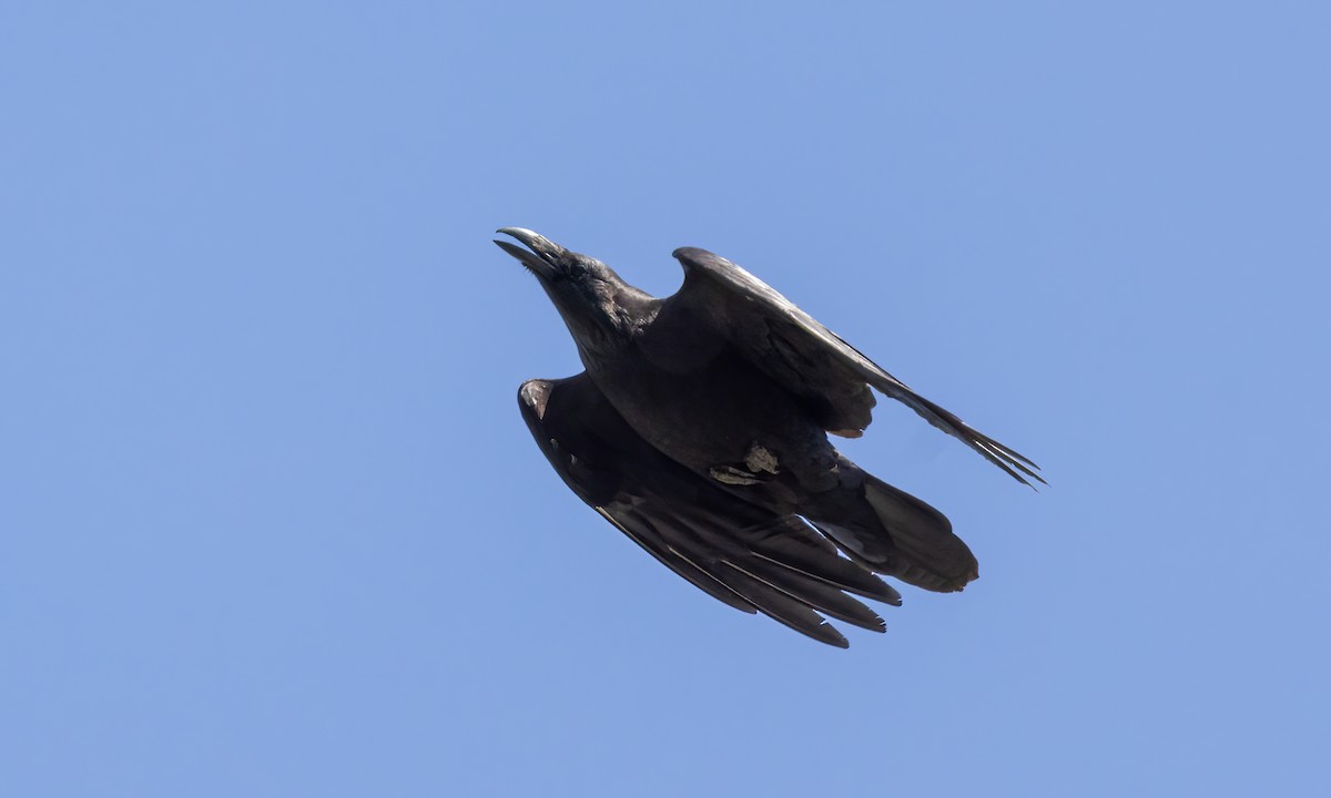 Common Raven - Paul Fenwick