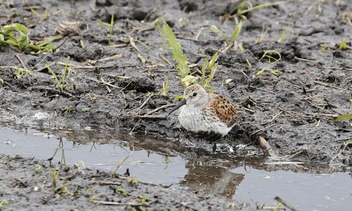 Dunlin - ML619515992