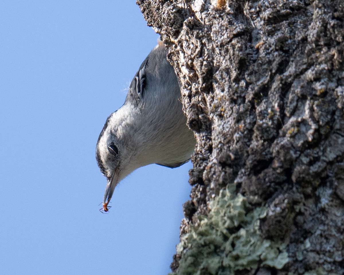 White-breasted Nuthatch - ML619515993