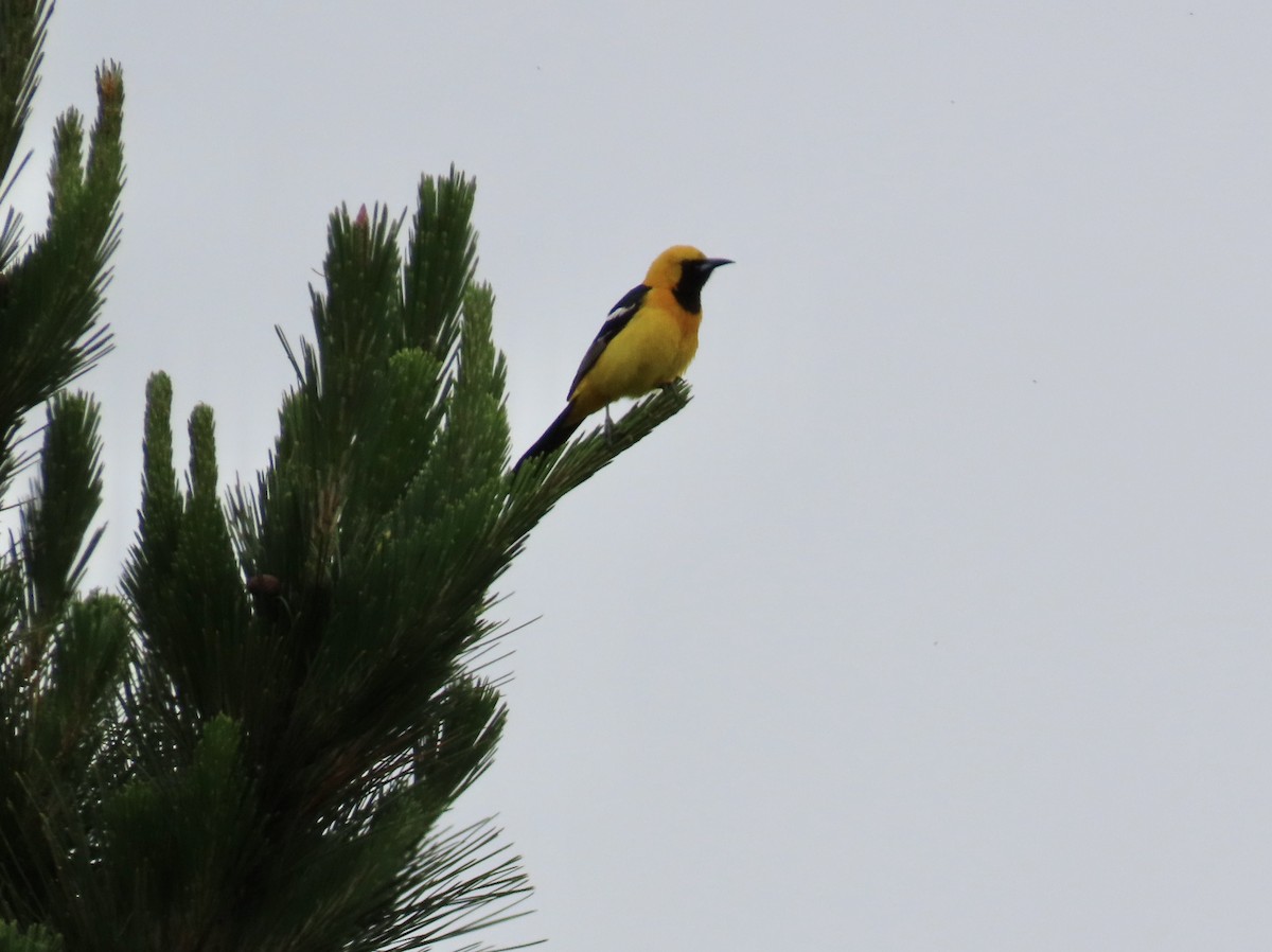 Hooded Oriole - Petra Clayton