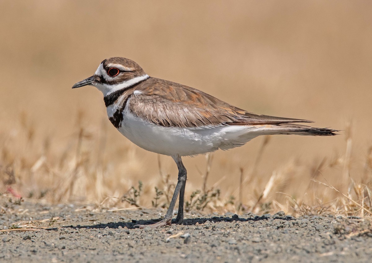 Killdeer - Margaret & Fred Parkes