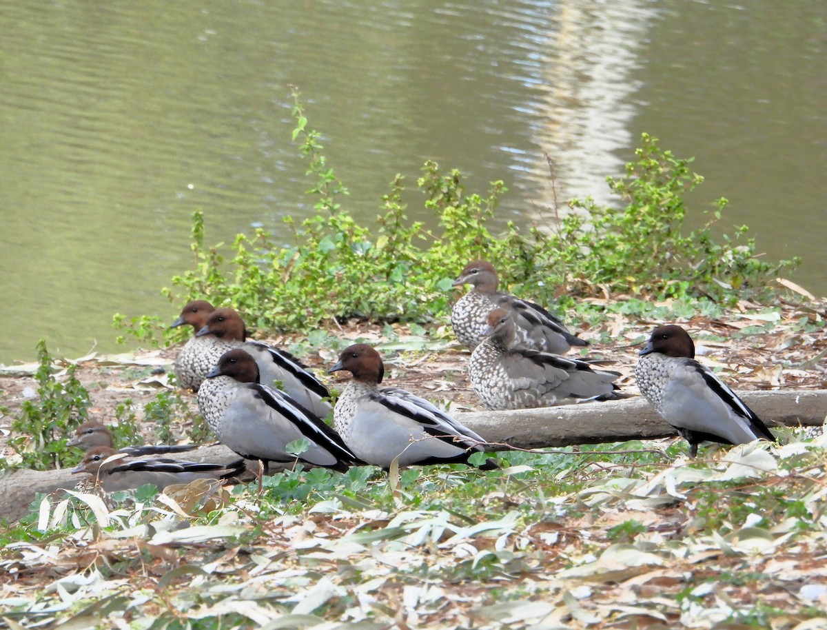 Maned Duck - Leonie Beaulieu