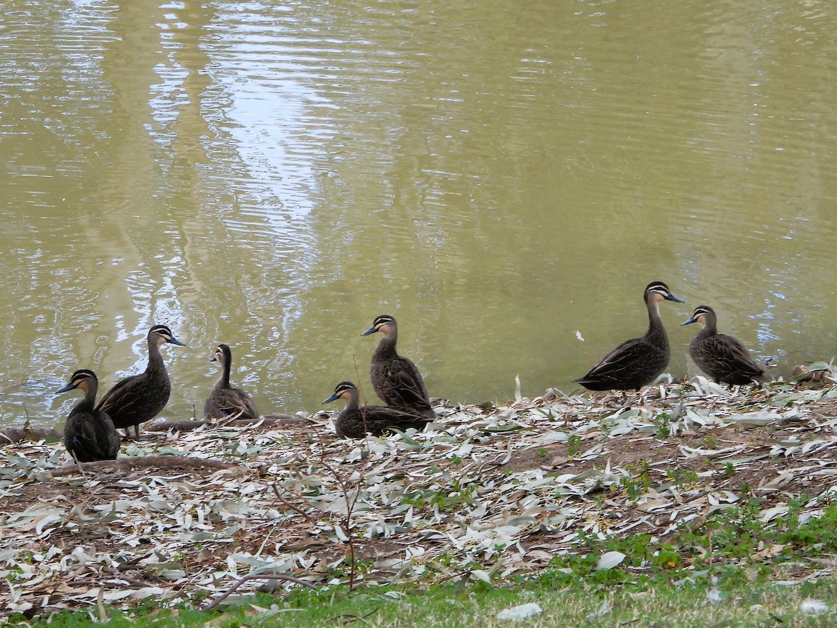 Pacific Black Duck - Leonie Beaulieu