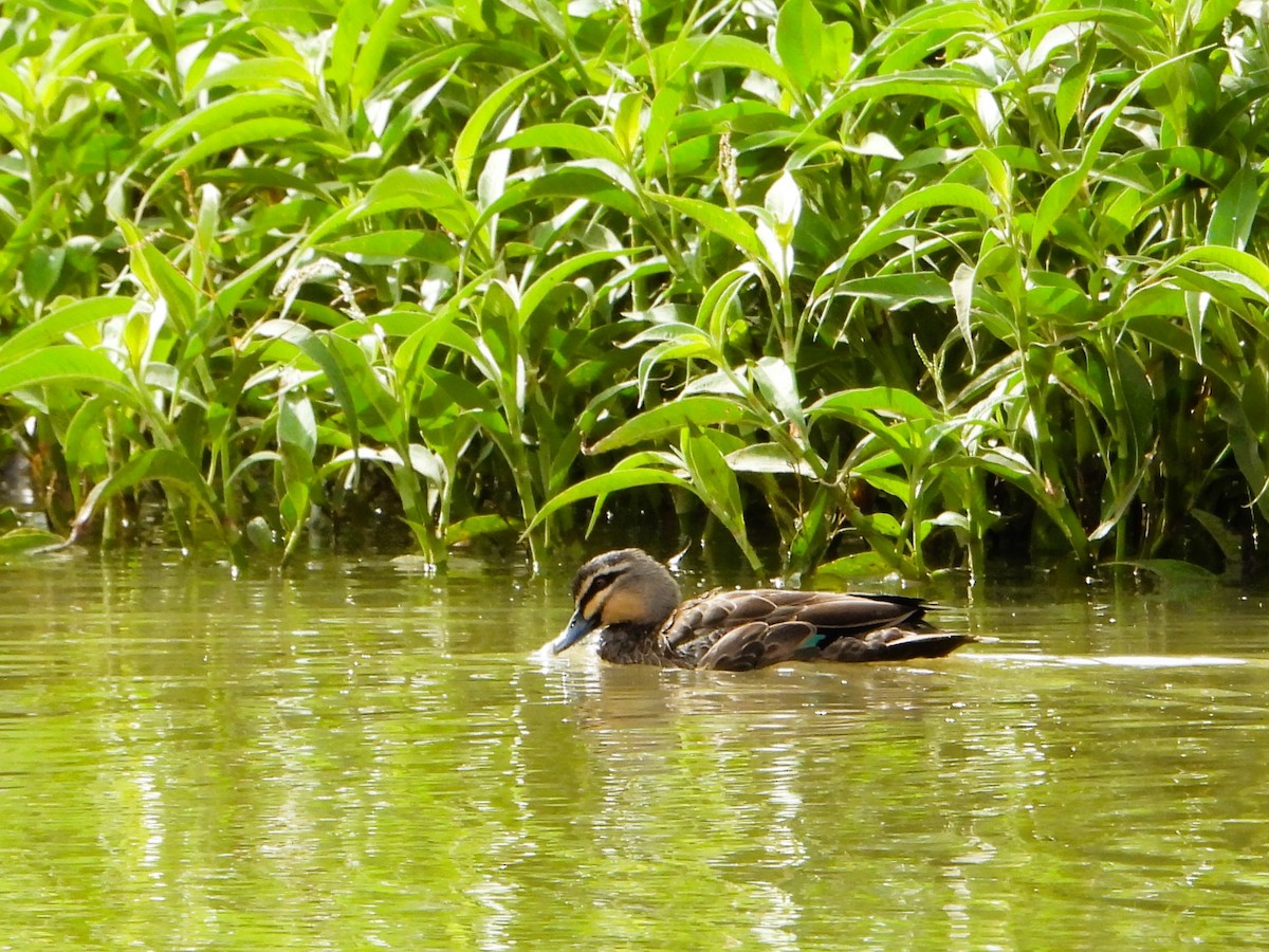 Pacific Black Duck - Leonie Beaulieu