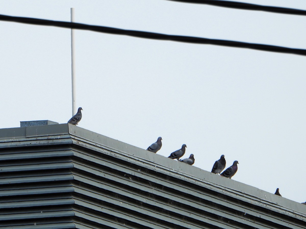 Rock Pigeon (Feral Pigeon) - Leonie Beaulieu