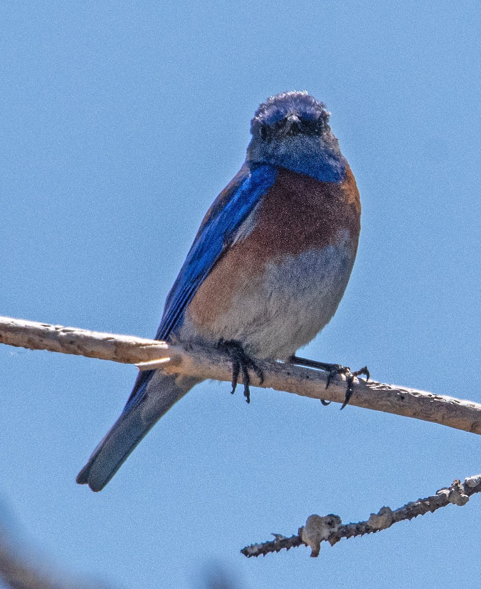 Western Bluebird - Margaret & Fred Parkes