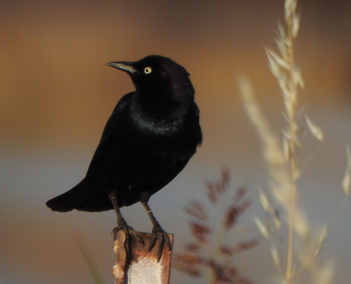 Brewer's Blackbird - Karen McClure