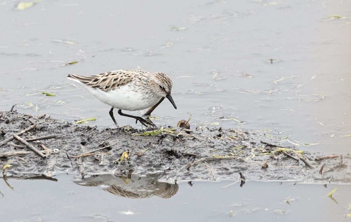 Semipalmated Sandpiper - David Harrington