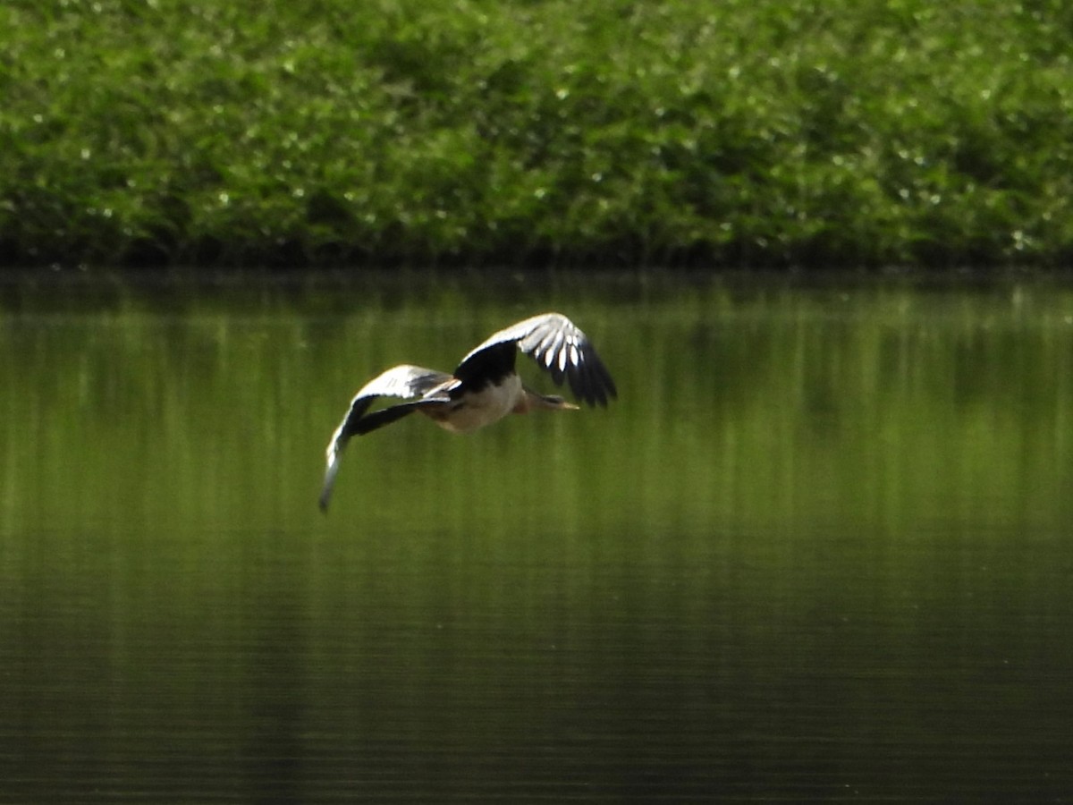 Austral-Schlangenhalsvogel - ML619516022