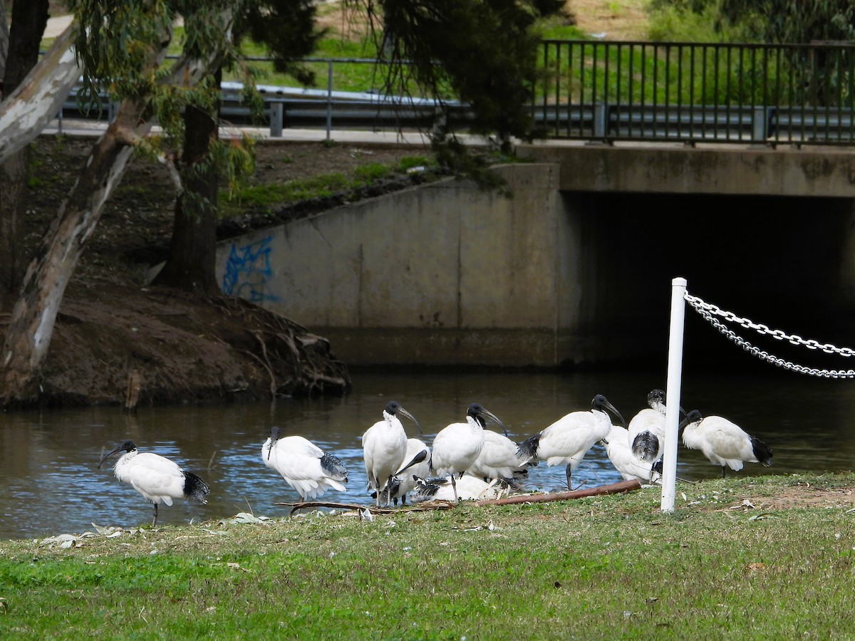 Australian Ibis - Leonie Beaulieu