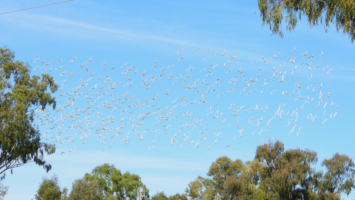 Little Corella - ML619516025