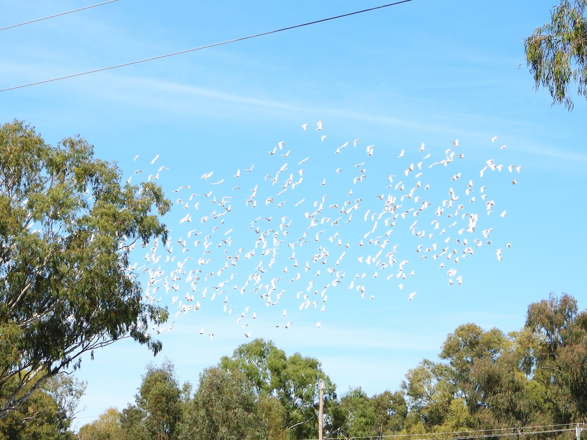 Little Corella - ML619516026