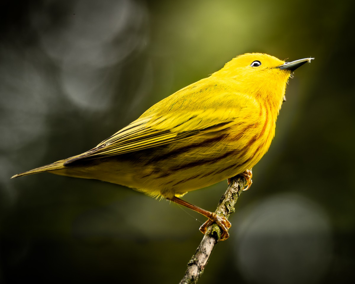 Yellow Warbler (Northern) - Mark Sawyer