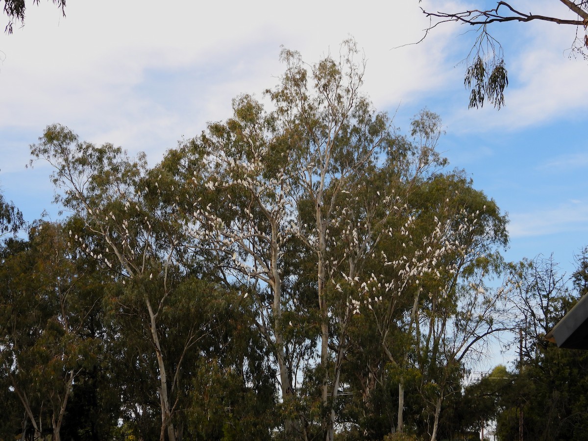 Little Corella - Leonie Beaulieu