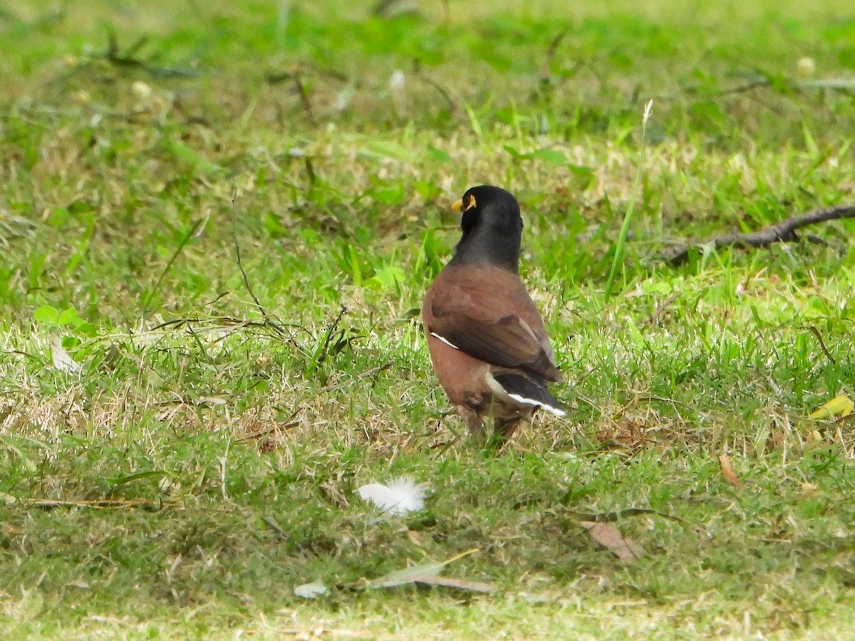 Common Myna - Leonie Beaulieu