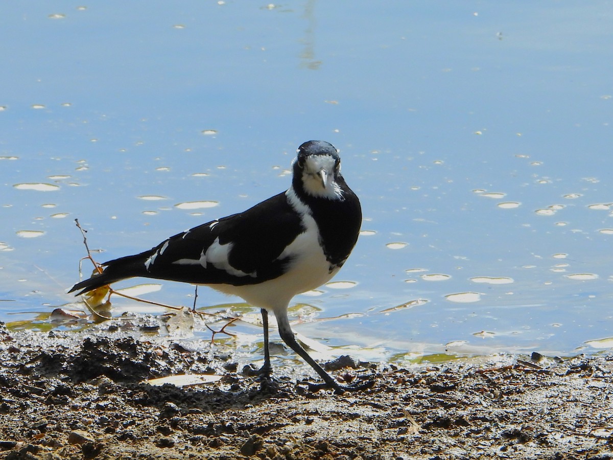 Magpie-lark - Leonie Beaulieu