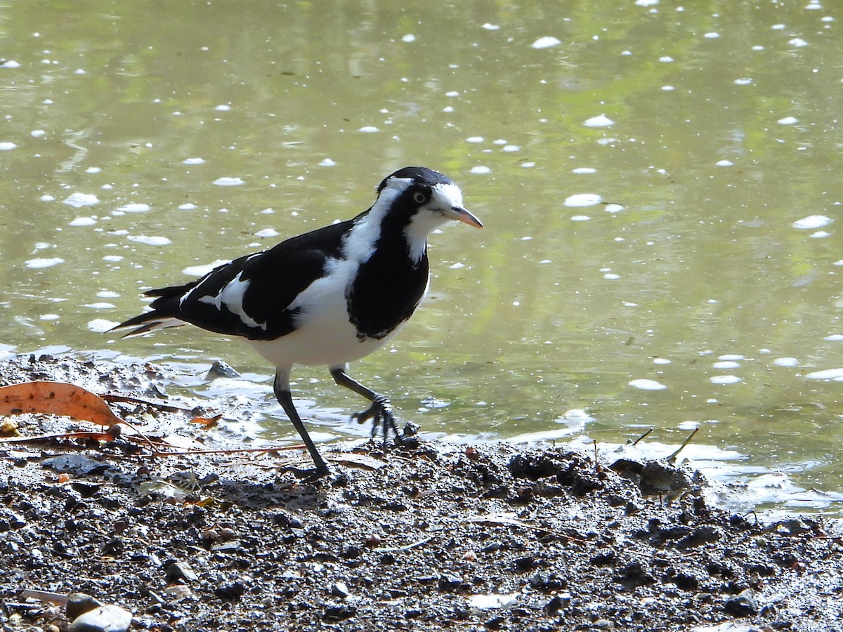 Magpie-lark - Leonie Beaulieu