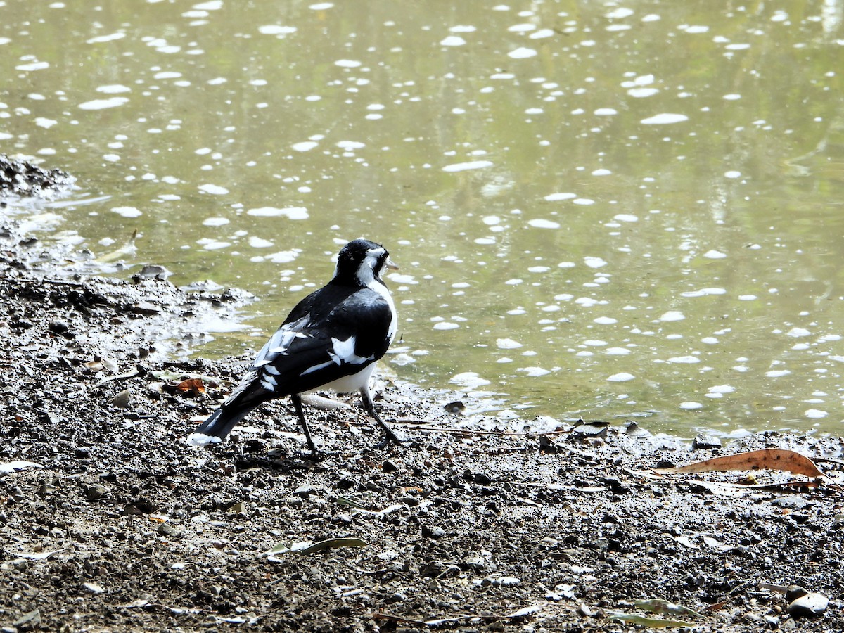 Magpie-lark - Leonie Beaulieu