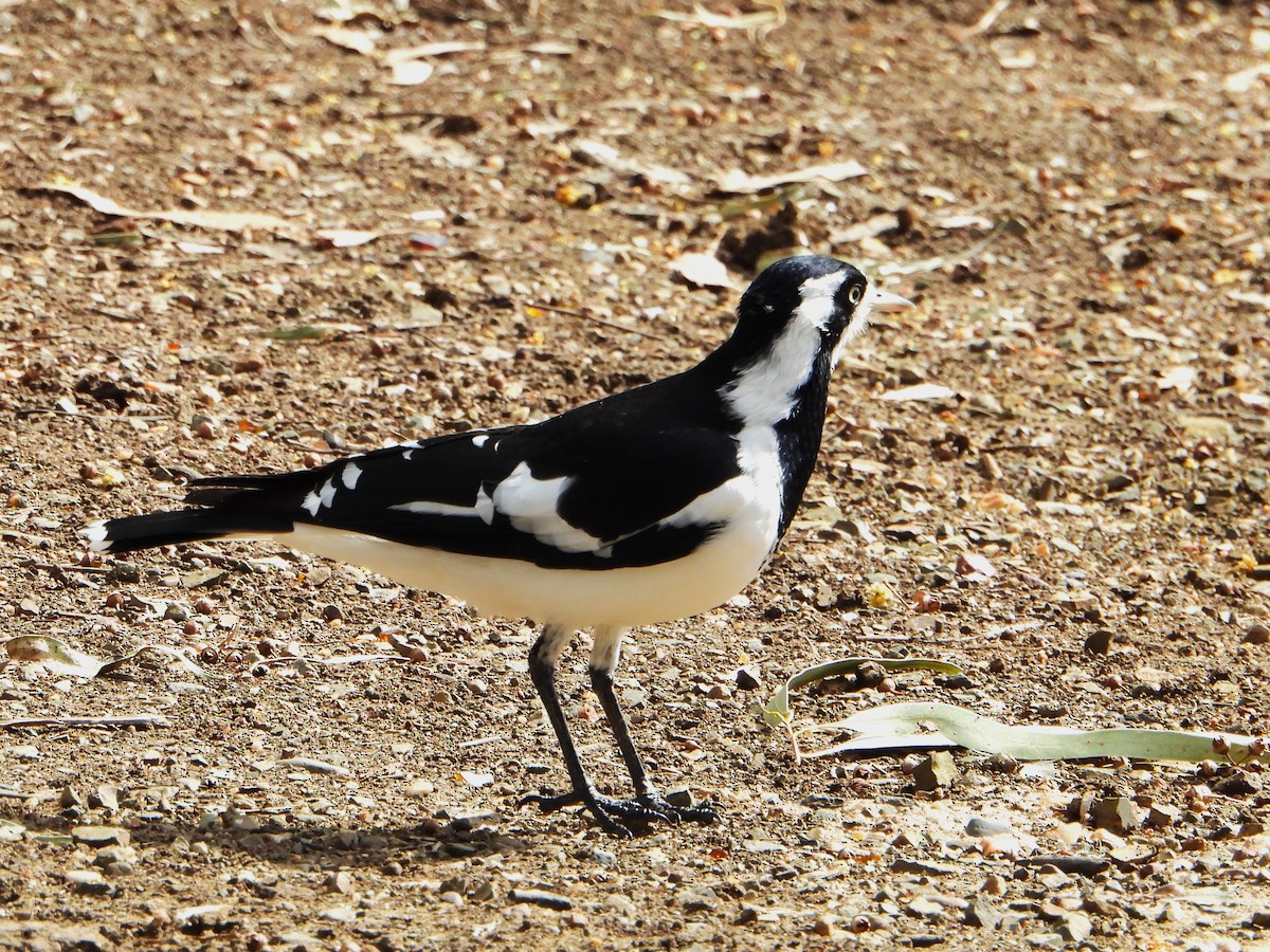 Magpie-lark - Leonie Beaulieu