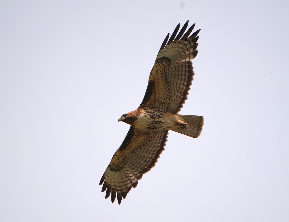 Red-tailed Hawk - Jack Maynard