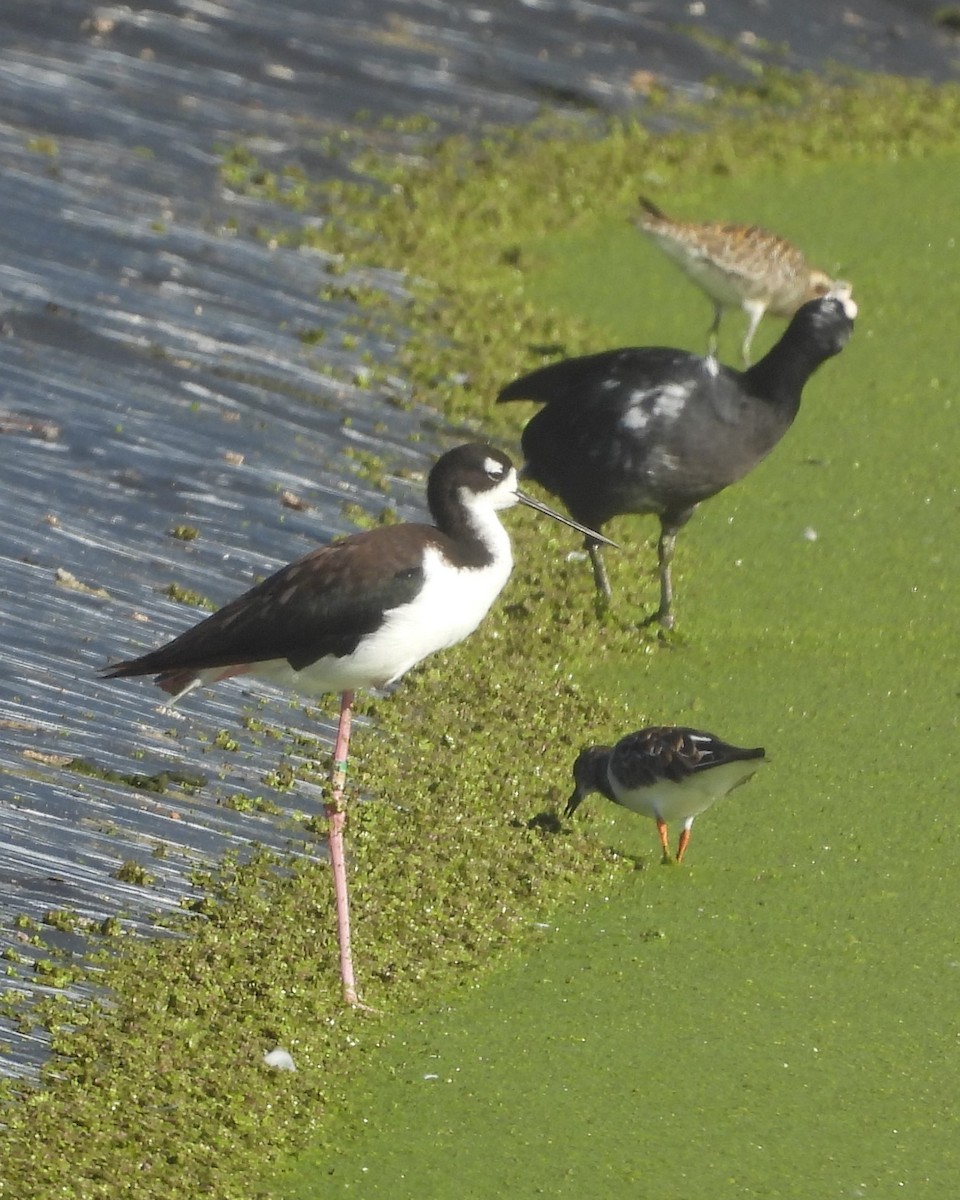 Hawaiian Coot - ML619516052