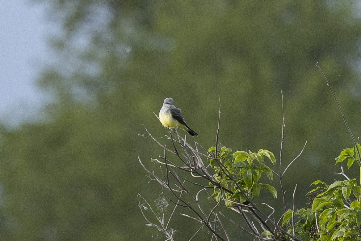 Western Kingbird - Braden Kirkby