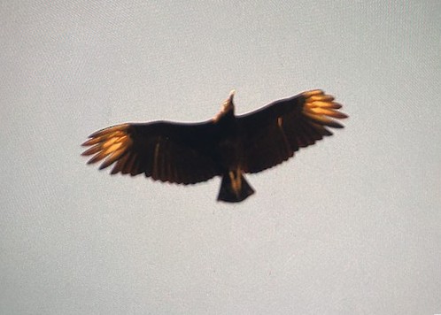Black Vulture - ML619516064