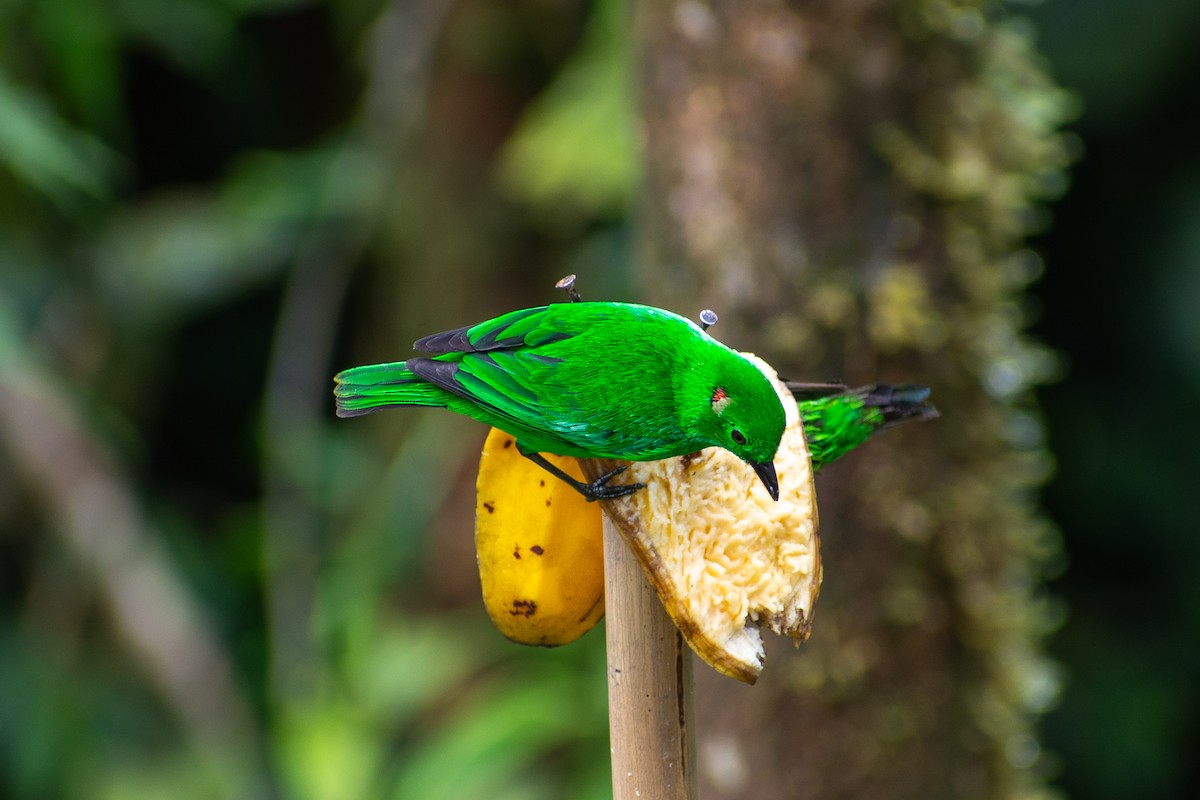 Glistening-green Tanager - Oscar Lopez