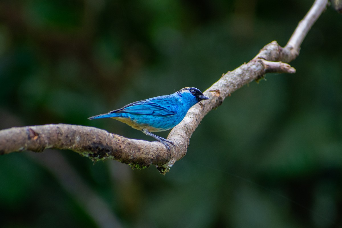 Golden-naped Tanager - Oscar Lopez