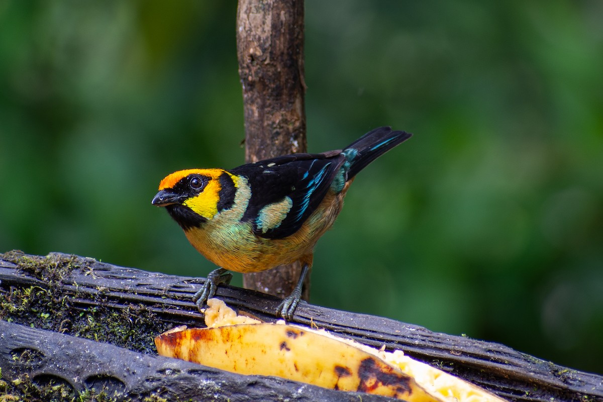 Flame-faced Tanager - Oscar Lopez