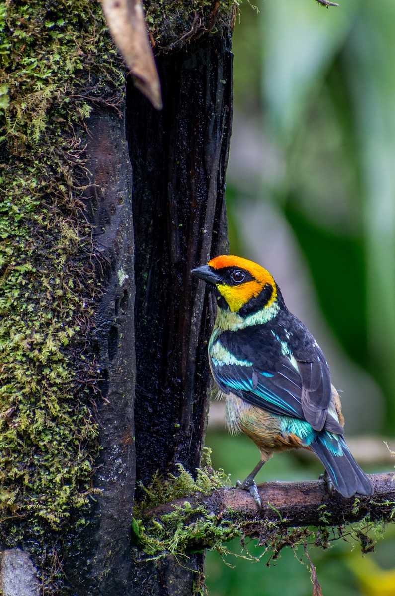 Flame-faced Tanager - Oscar Lopez