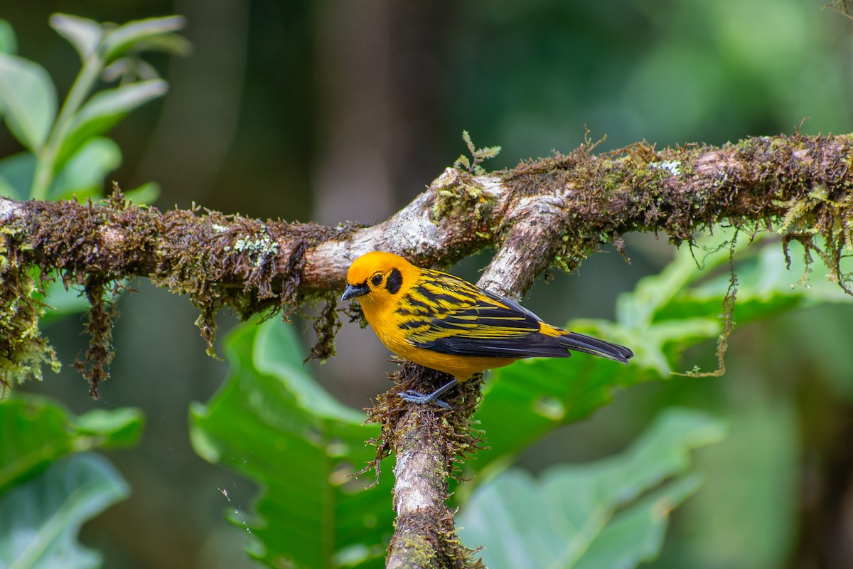 Golden Tanager - Oscar Lopez