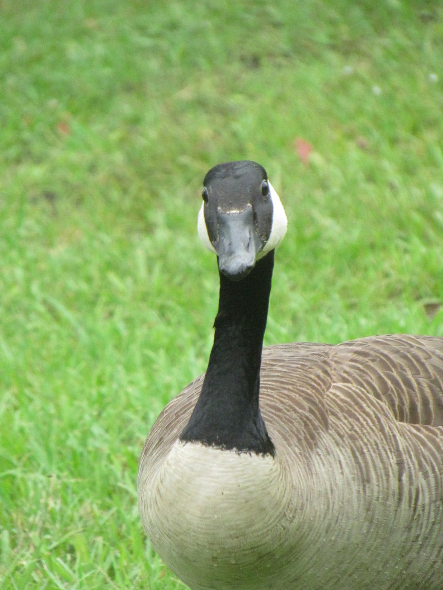 Canada Goose - Just Jason