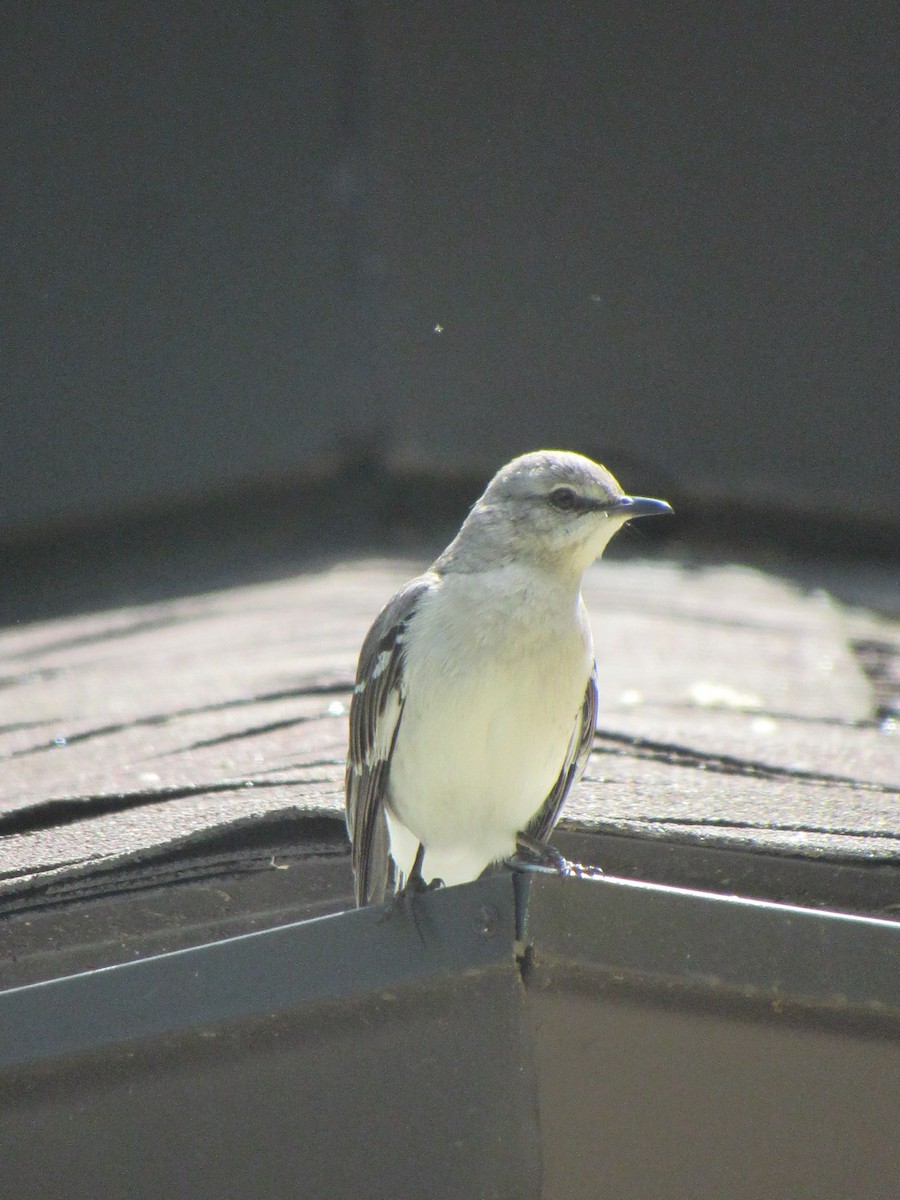 Northern Mockingbird - Just Jason