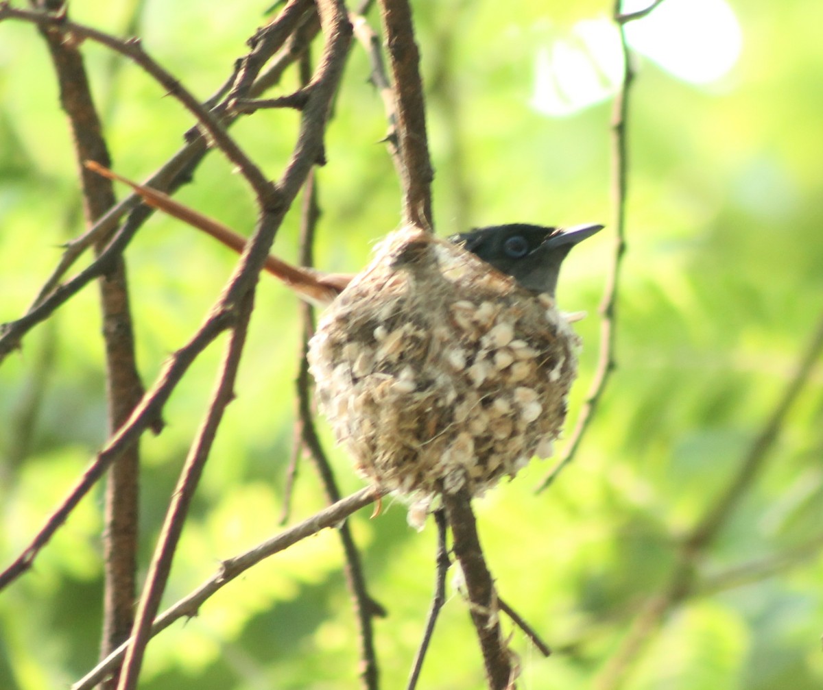 Indian Paradise-Flycatcher - Madhavi Babtiwale