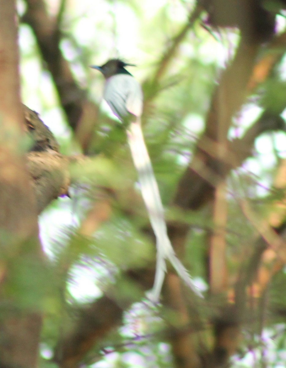 Indian Paradise-Flycatcher - Madhavi Babtiwale