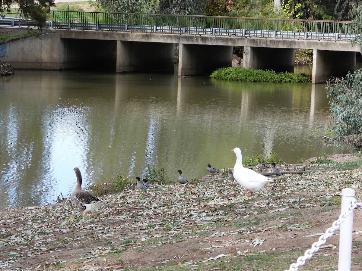 Domestic goose sp. (Domestic type) - Leonie Beaulieu