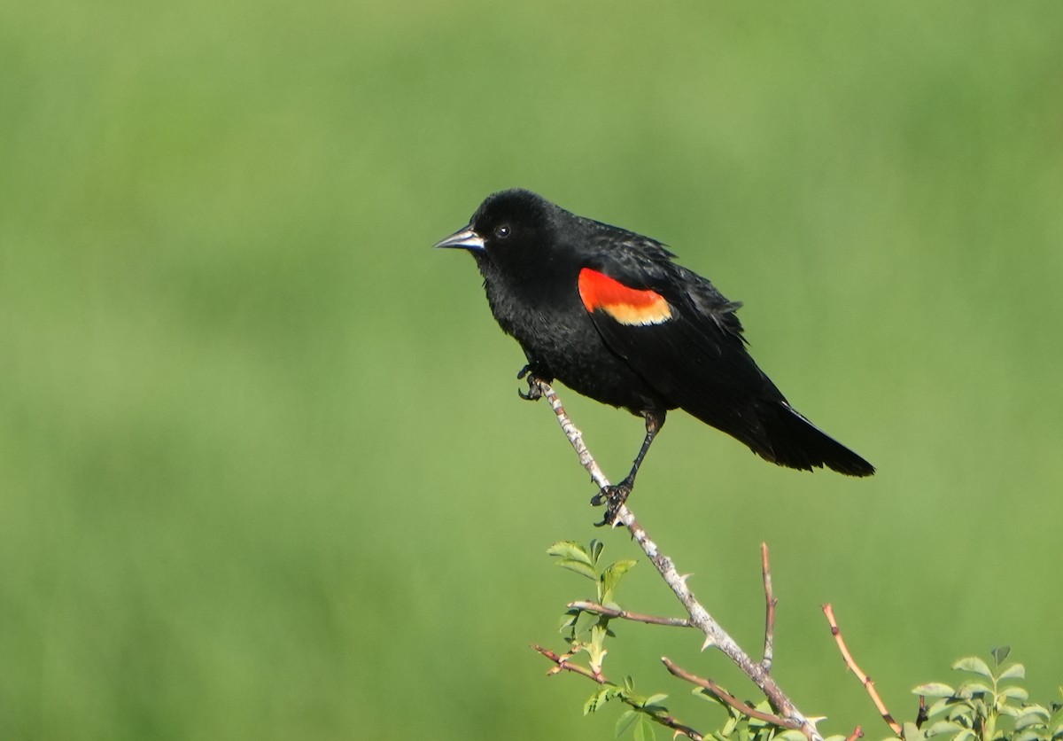 Red-winged Blackbird - Jack Maynard