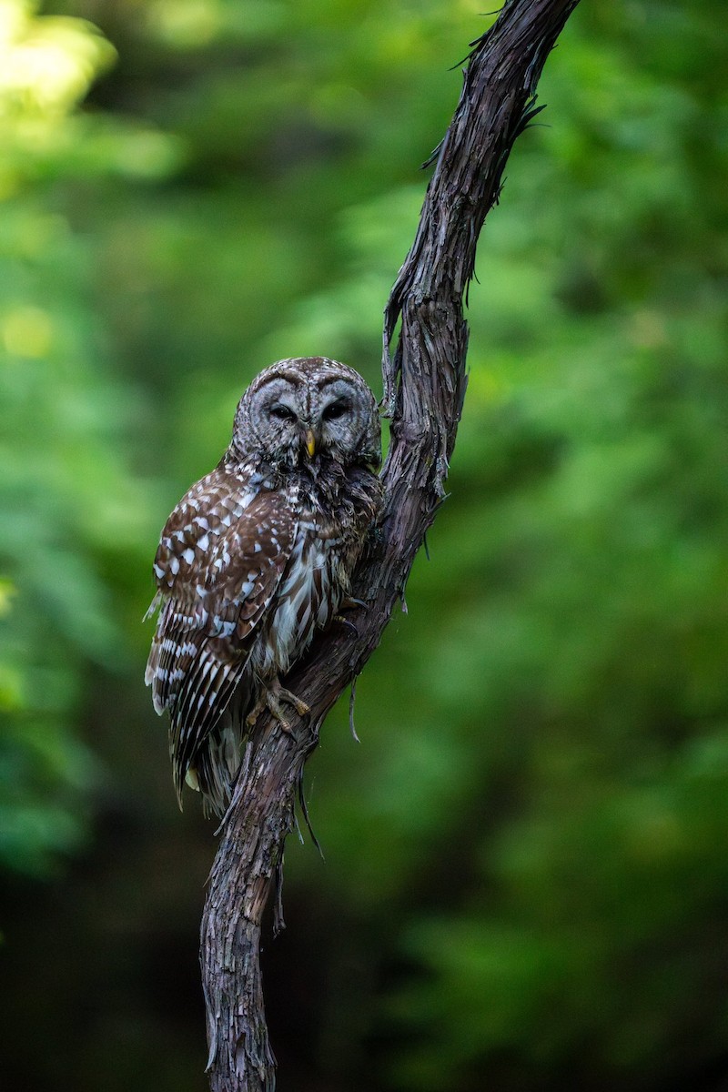 Barred Owl - ML619516092