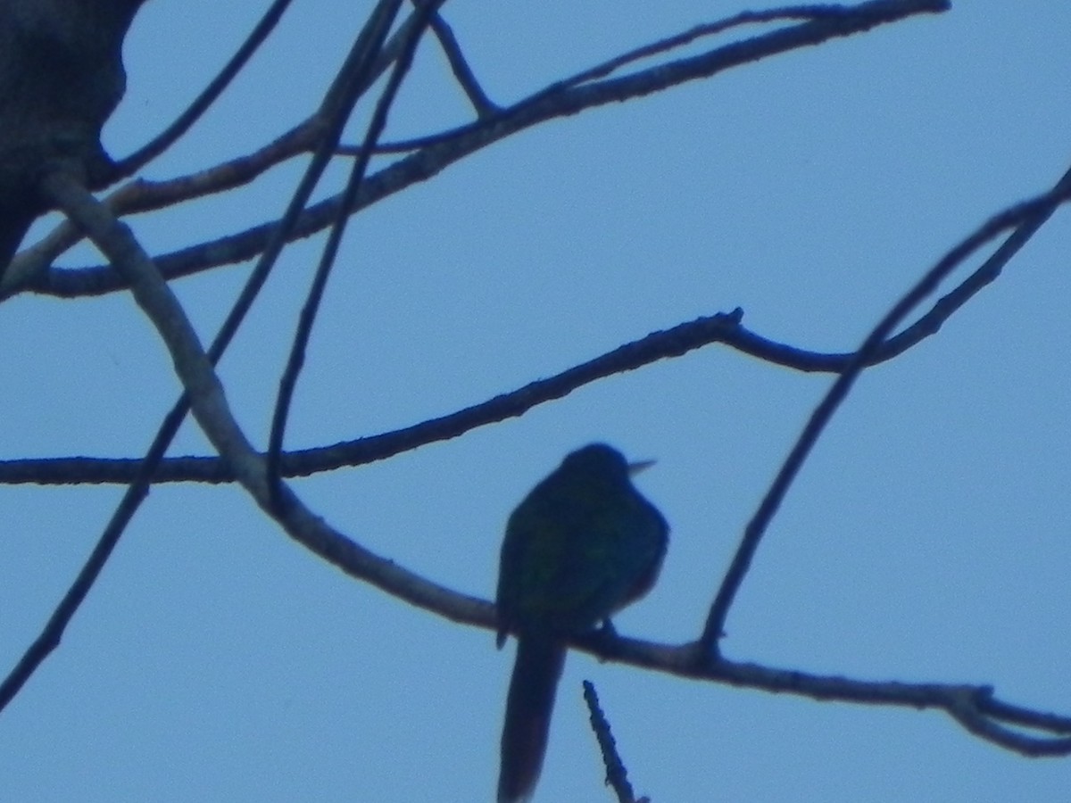 Rufous-tailed Jacamar - John Calderón Mateus